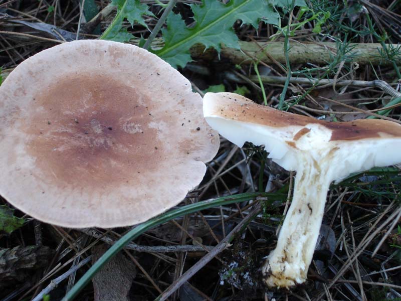 Ricerca  14 corrente novembre (Leucopaxillus gentianus)